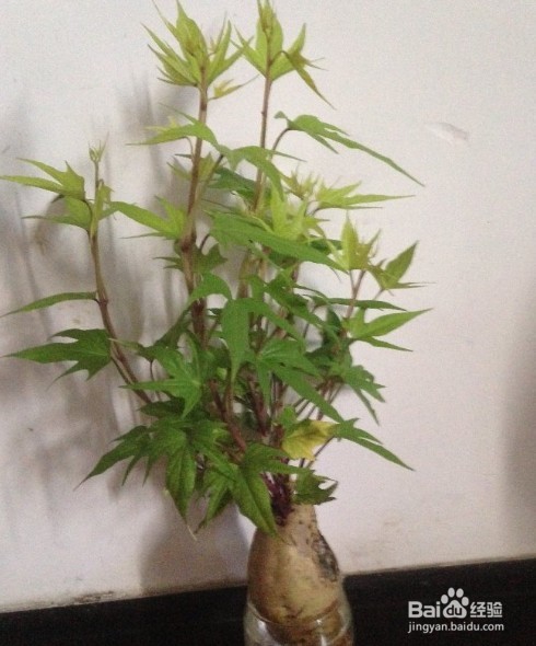 地瓜盆栽如何形成