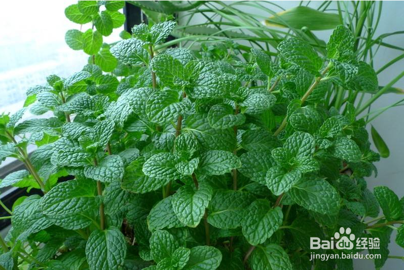 火热夏季吃什么可以减肥