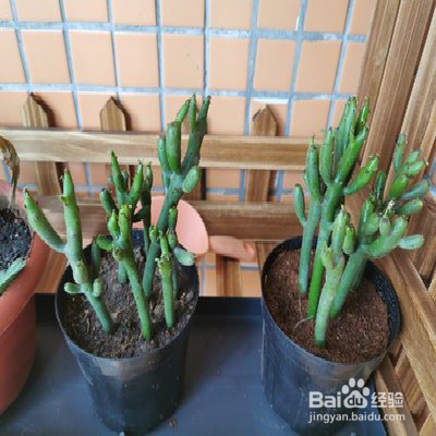 绿珊瑚怎样养护