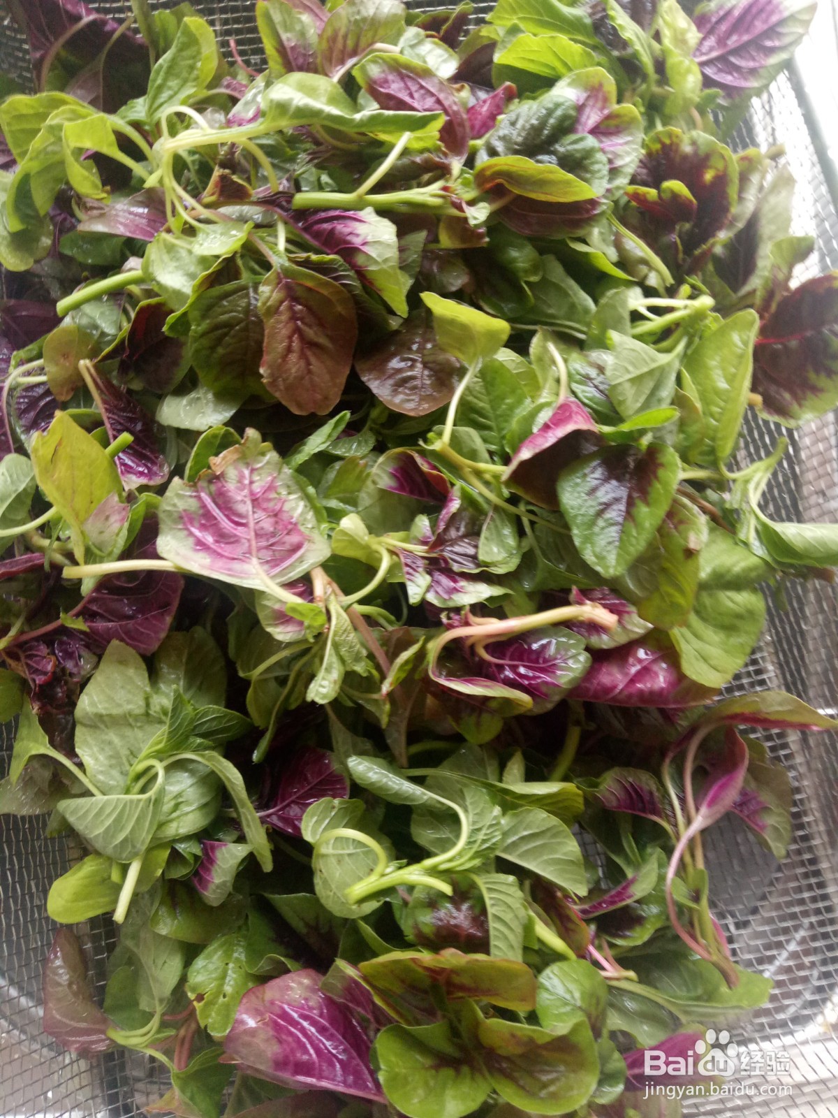 清炒苋菜怎么做