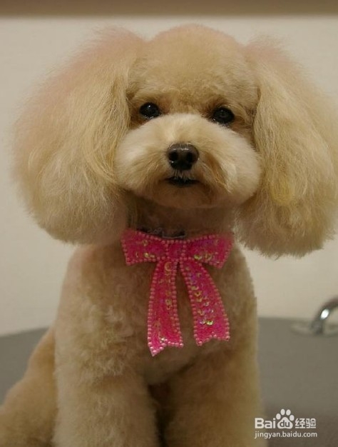 贵宾犬中暑怎么办