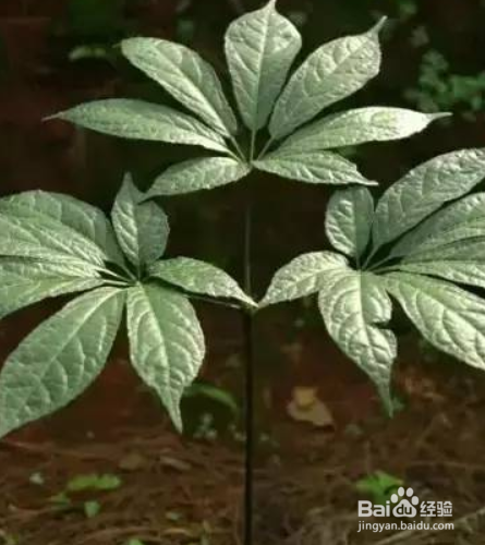 云南白药花怎么养
