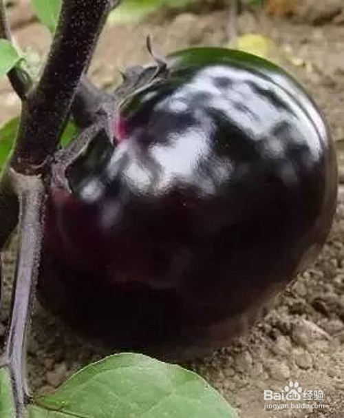 如何制作糖醋茄子