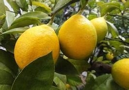 用柠檬清除热水壶水垢？