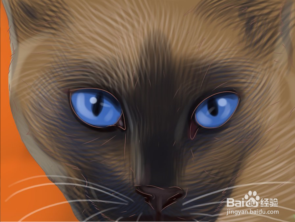 如何快速识别暹罗猫三步（图文）