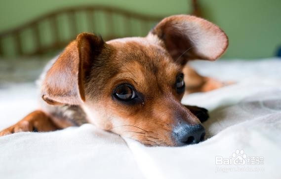 什么食物能够清肠