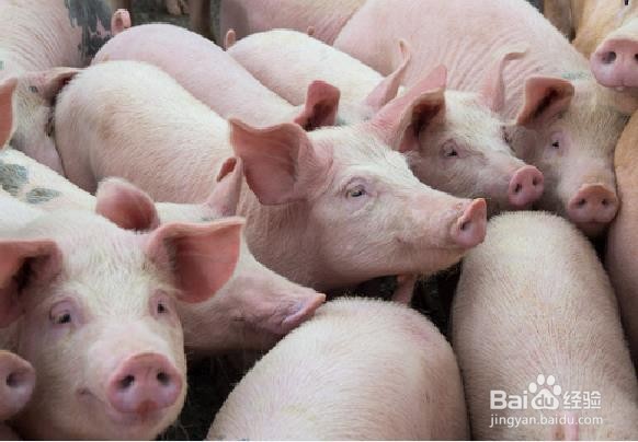 猪场苍蝇太多怎么消灭最好