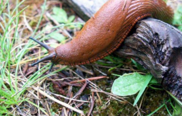 家里有蛞蝓怎么清除