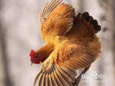 贡鸡怎么盘图解？