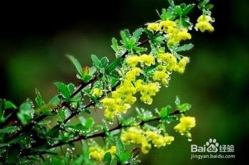 美丽的迎春花怎么开了