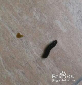 如何驱赶黑色的毛毛虫