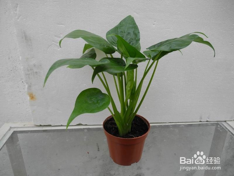 滴水观音叶子发黄的原因及解决方法