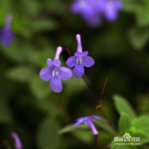 海豚花的养殖方法
