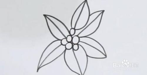 如何画冬青简笔画