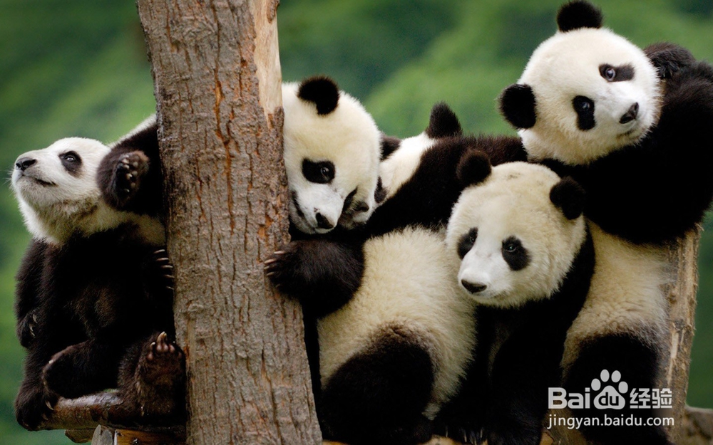 四川成都旅游攻略