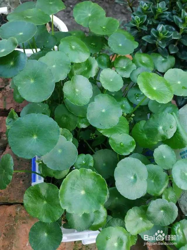 养花先养根,根系壮了,花才长得更好