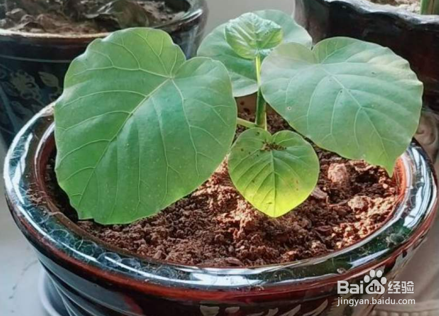 爱心榕树怎么养