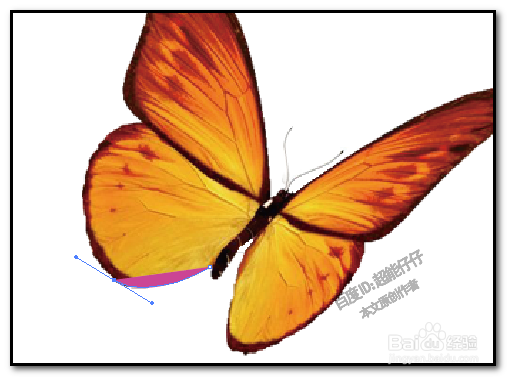 illustrator钢笔工具怎么用 AI如何用钢笔描图形