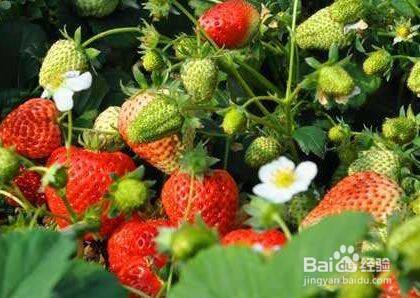 噻苯隆膨果的使用方法 百度经验