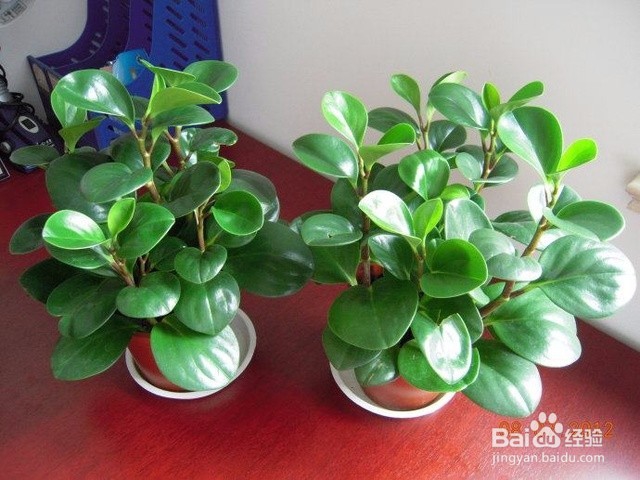 可以净化空气的五种植物盆栽