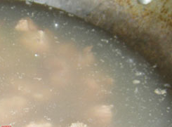 胡萝卜烧牛肉的详细做法