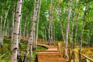 白桦林景区怎么游玩?