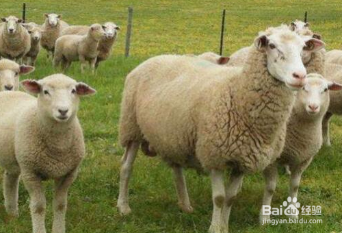 绵羊都是有哪些类型，应该怎么分辨？