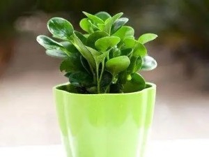 典型的懒人植物，既好看又好养，赶紧养起来吧