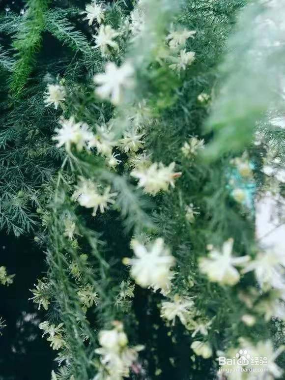 不管有钱没钱，客厅要放3种花，杀病菌促健康