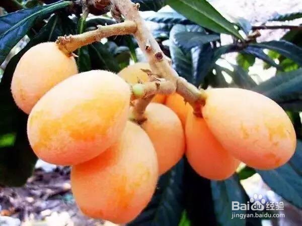 青枇杷果的功效与作用