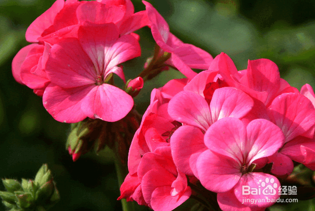 天竺葵的养殖方法和注意事项