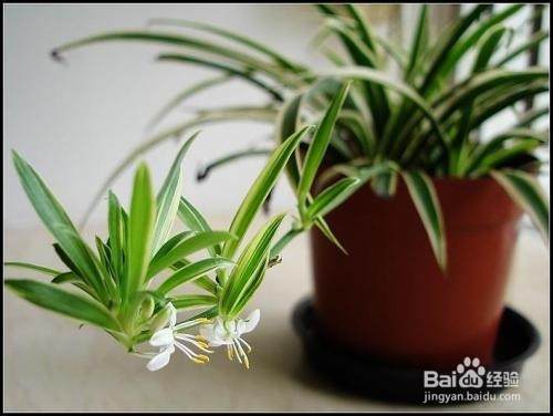 吊兰叶尖枯萎发黑怎么办？