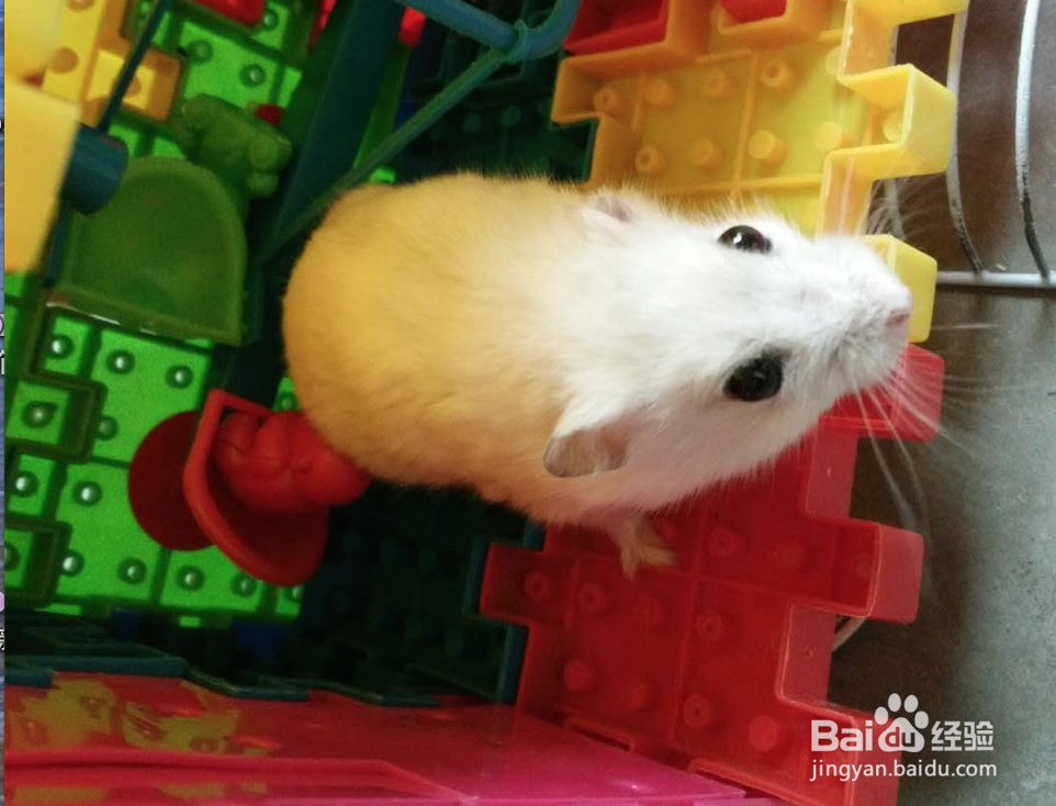 怎么和仓鼠培养感情