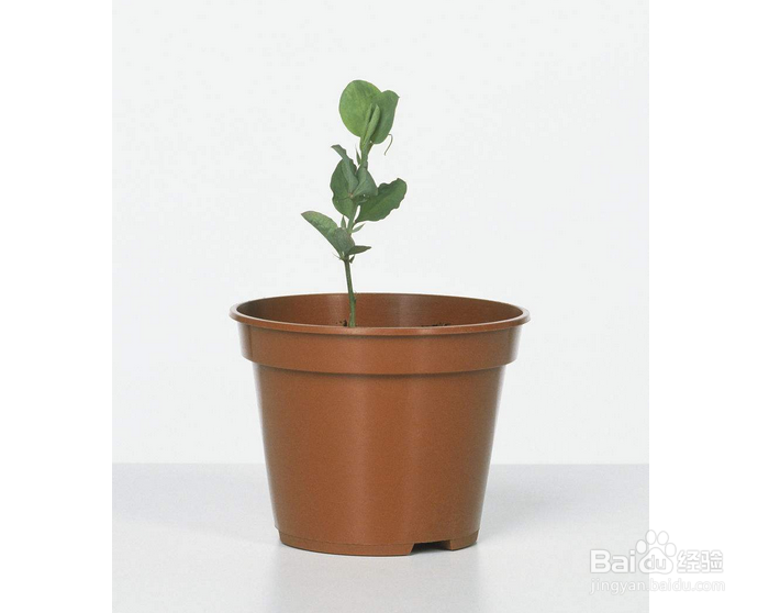 草莓如何种植？