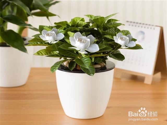 如何照料室内的栀子花？