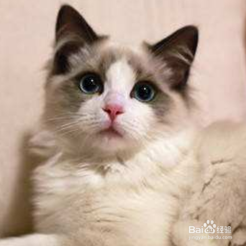 猫吐毛球是为什么?