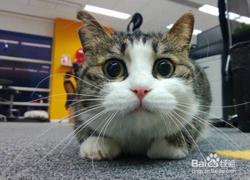 2岁成年猫换新主人该如何养?