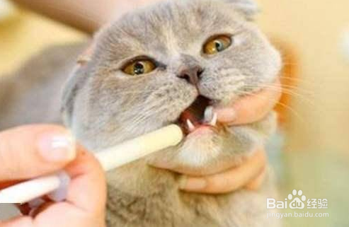 给猫咪怎么测体温？