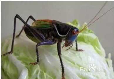 养蝈蝈的七大禁忌