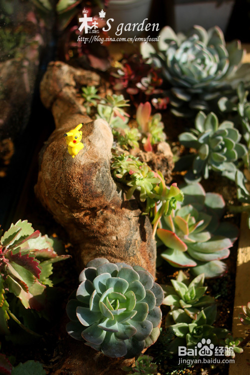 植物摄影小窍门+皮神山大王记