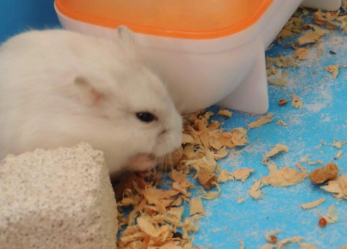 可以用食用盐给仓鼠洗澡吗