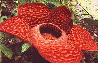 世界上最大的花是什么花