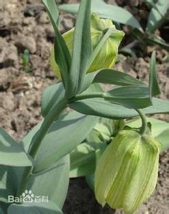 贝母黑腐病防治