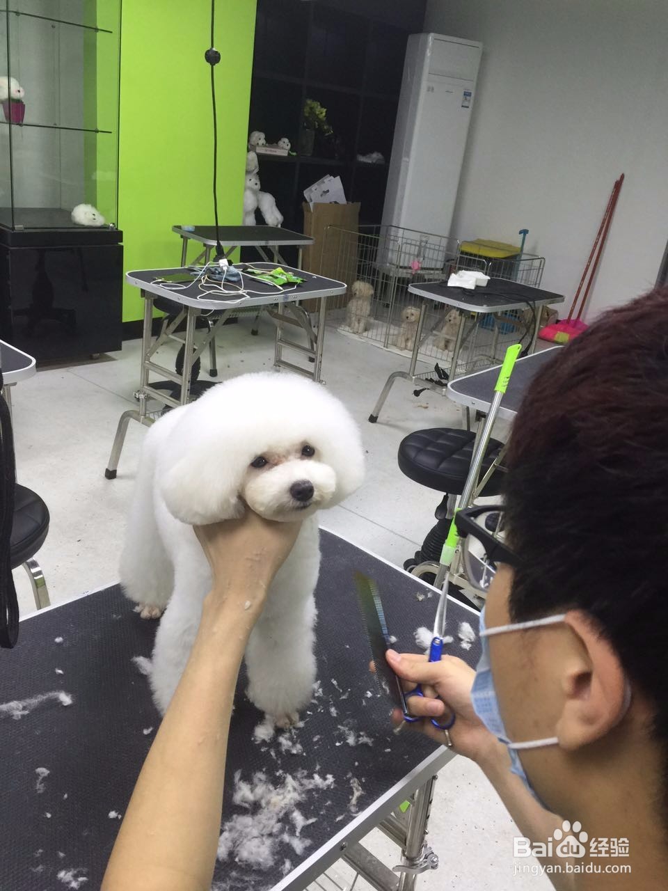 如何成为一名合格的宠物美容师