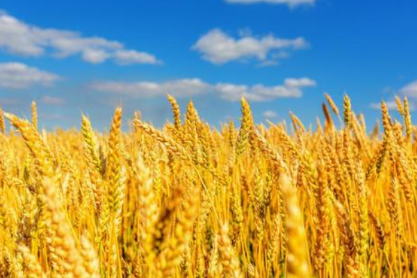 秋天是七彩的画笔。 它把金色给了( ),( )像(