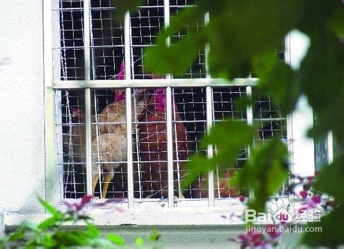 如何在饮食和生活习惯上预防禽流感