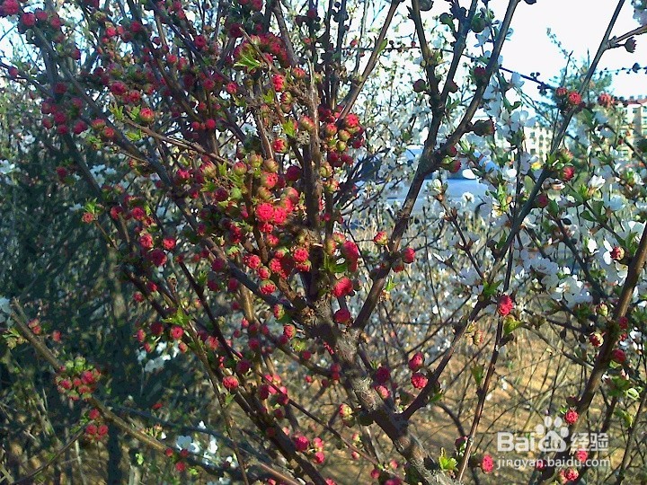 怎样用手机拍绽开的小花