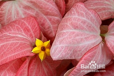 豆腐的养生妙用