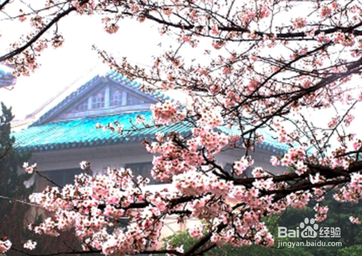 武大樱花直播日程