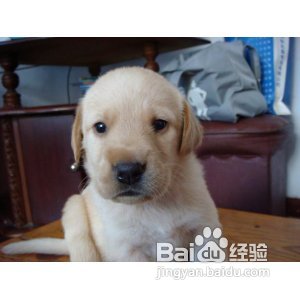 怎么样照顾21-56天的拉布拉多犬